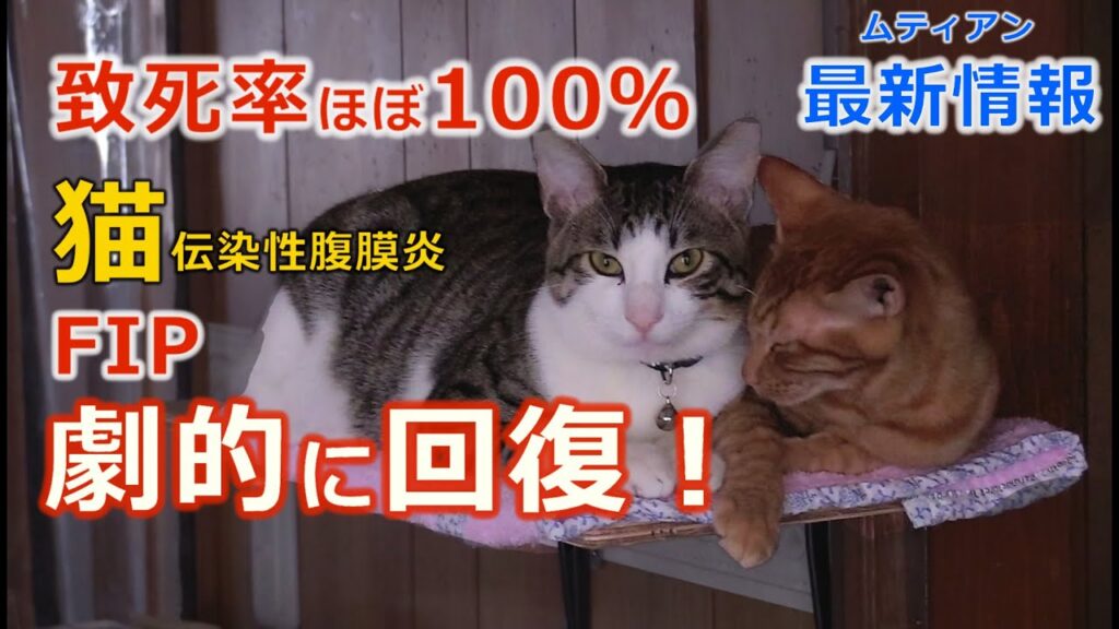 FIPFIP