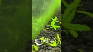 45cm-aquarium-aquatic-short-baby