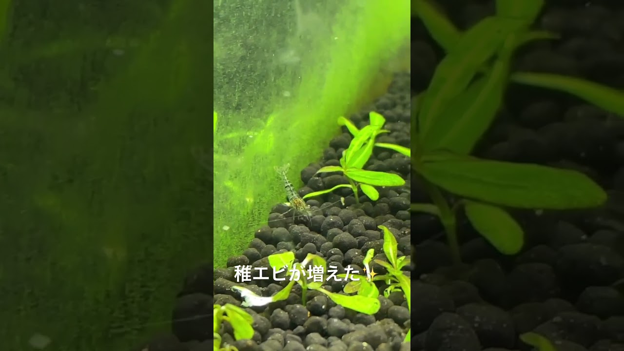 45cm-aquarium-aquatic-short-baby