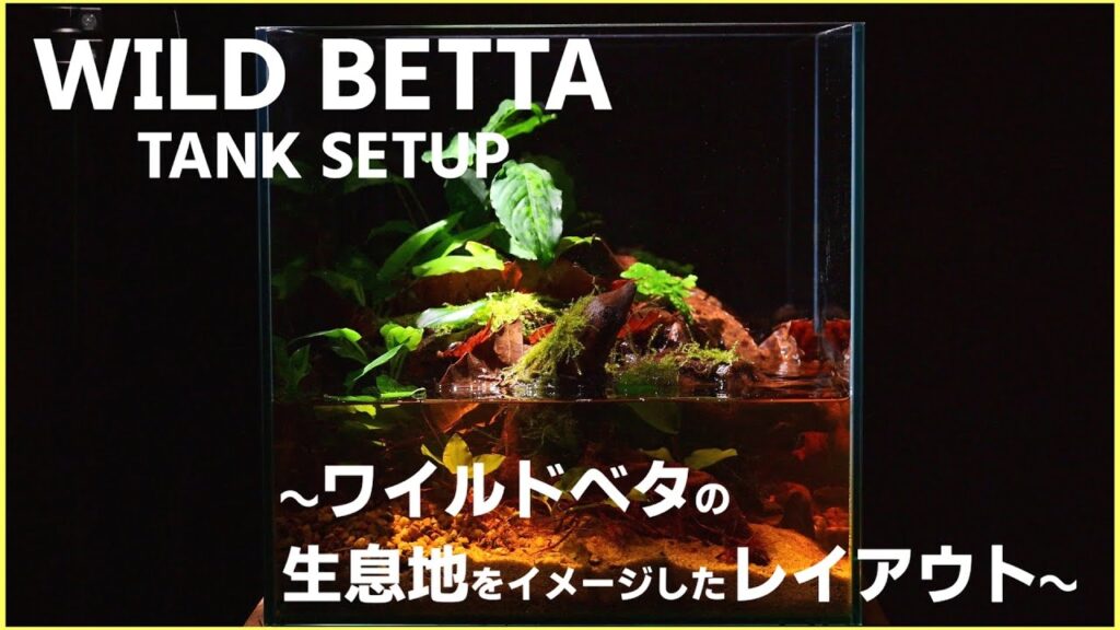 Aquarium-Kind-40Wild-betta-tank-setup