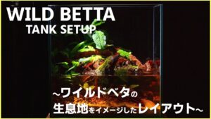 Aquarium-Kind-40Wild-betta-tank-setup