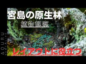 Field-observation-in-Miyajima