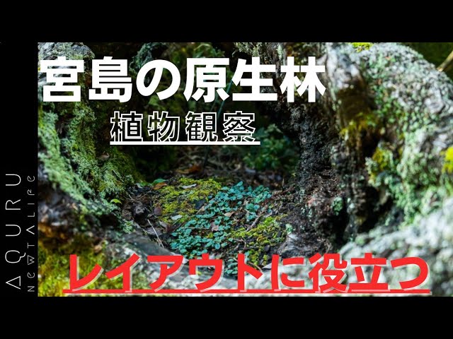 Field-observation-in-Miyajima