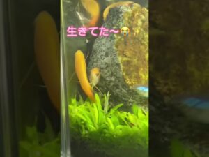 aquarium-45cm-aquatic-