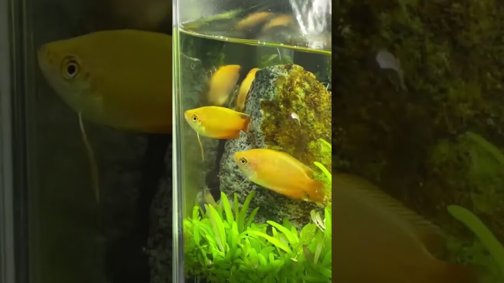 aquarium-45cm-aquatic-1-1