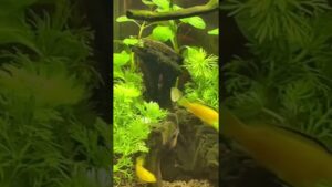 aquarium-aquatic-45cm-short-