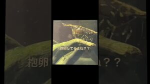 aquarium-aquatic-short-shrimp-brown