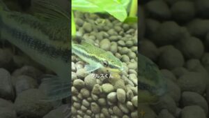 short-aquarium-45cm-aquatic-