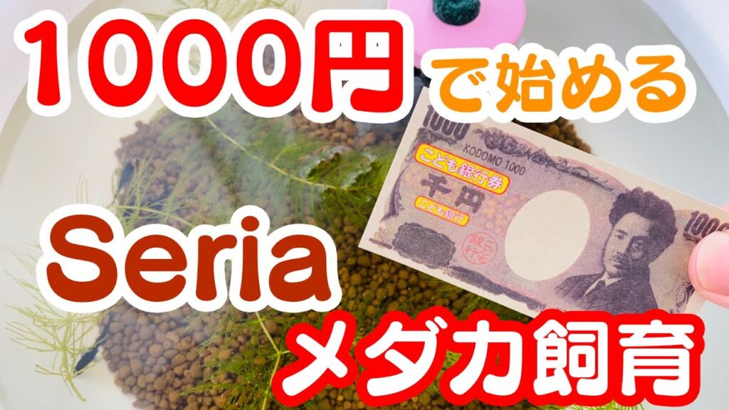1000sakurarium_toto