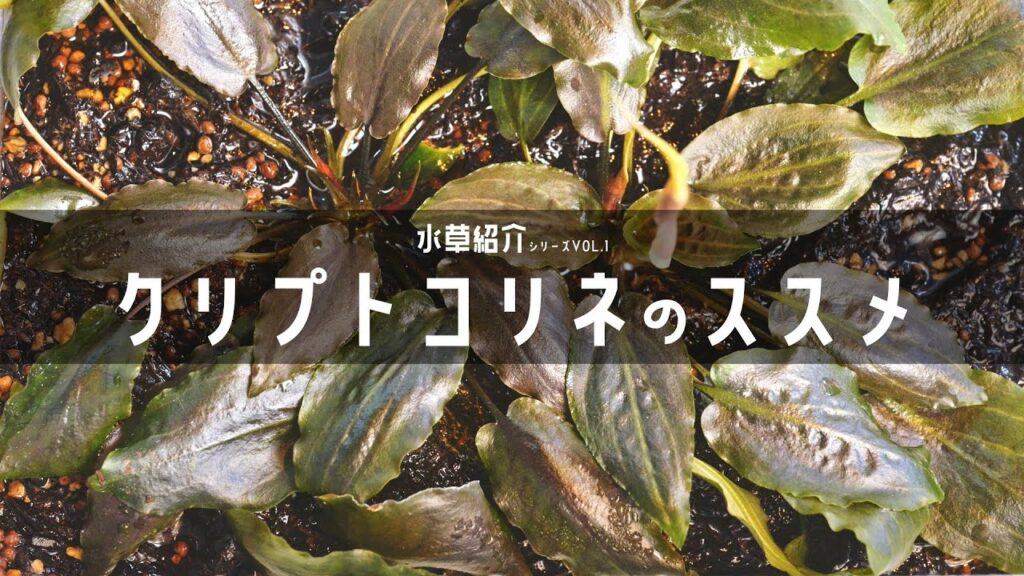 Aquarium-Kind-42-Cryptocoryne