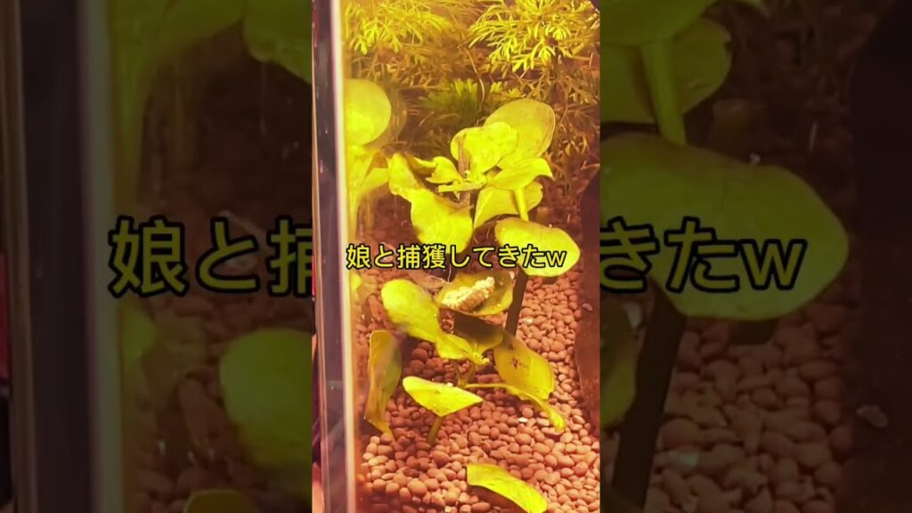 aquarium-aquatic-45cm-short-