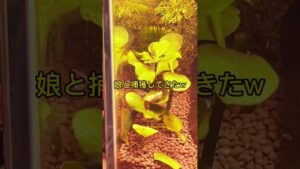 aquarium-aquatic-45cm-short-