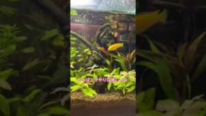 aquarium-aquatic-45cm-short