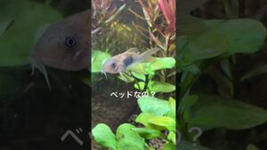 aquarium-aquatic-45cm-short-sleep