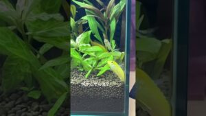 aquarium-short-45cm-