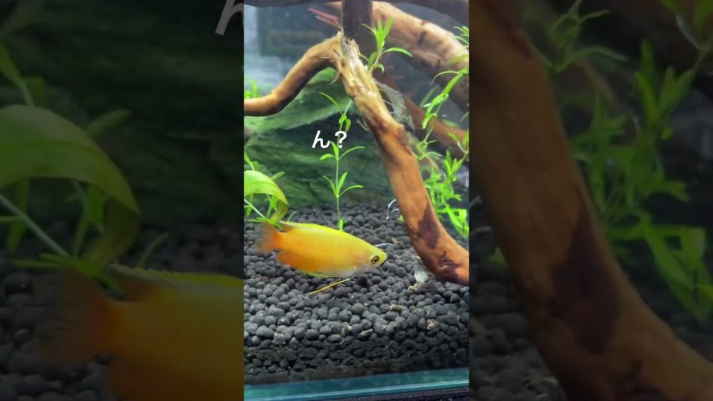 short-aquarium-aquatic-45cm-