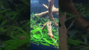 short-aquarium-aquatic-45cm