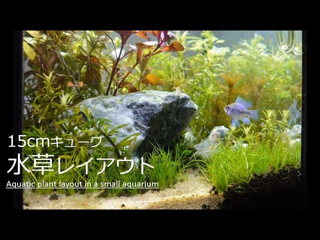 15cmhighMaking-an-aquatic-plant-layout-in-a-small-aquarium