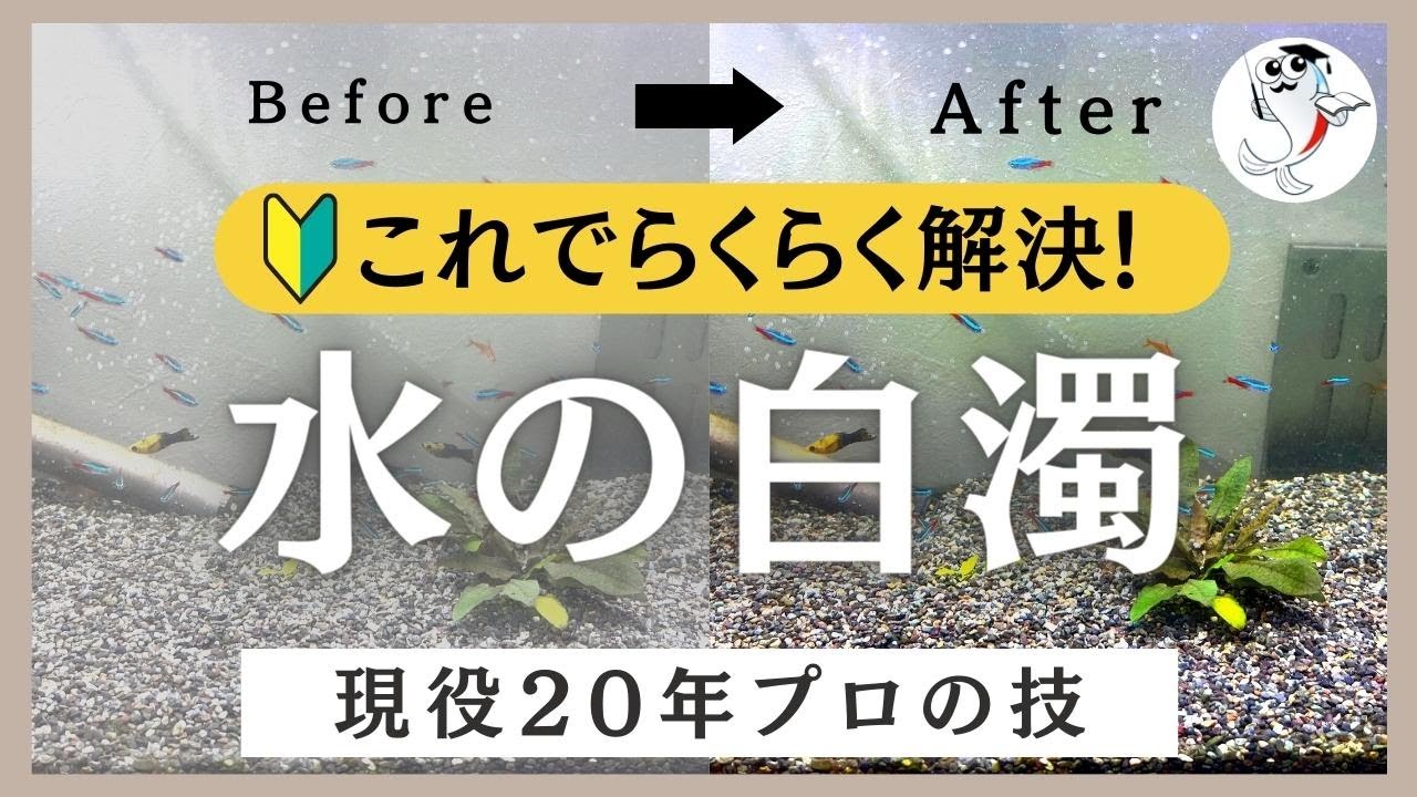 水槽白濁原因 | 水槽立ち上げ 白く濁る – EDYSG