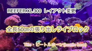 50REEFER-XL-300-