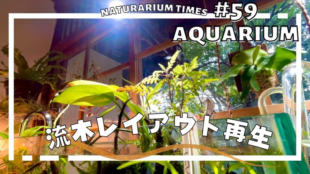 60cm-naturariumtimes
