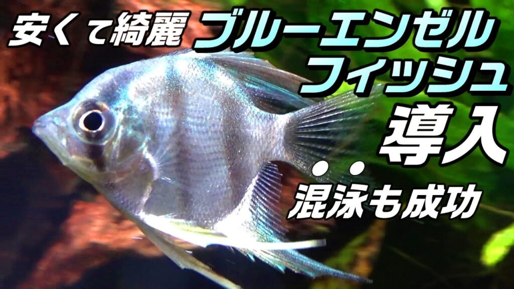 90cm-aquarium