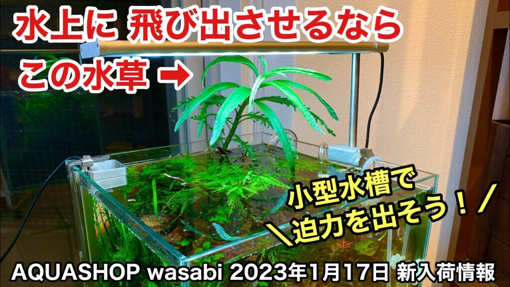AQUASHOP-wasabi-2023117-ADAcm