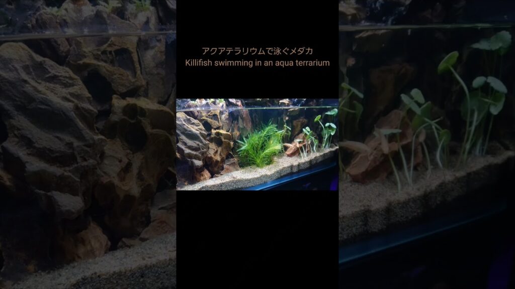 aquarium-aquaterrarium-terrarium-
