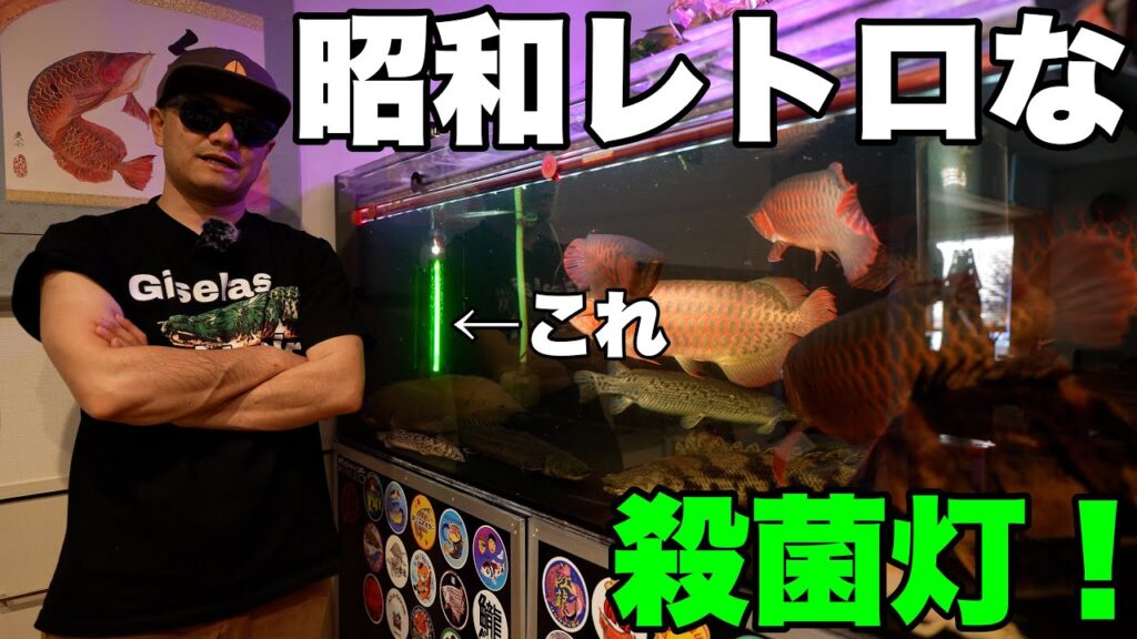 aquarium-arowana