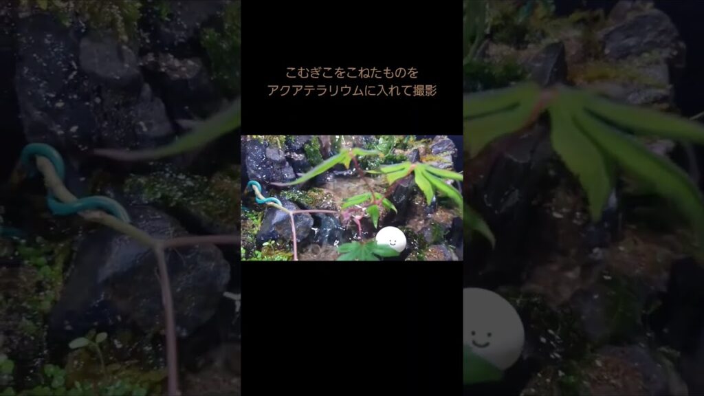 aquaterrarium-aquarium-moss-