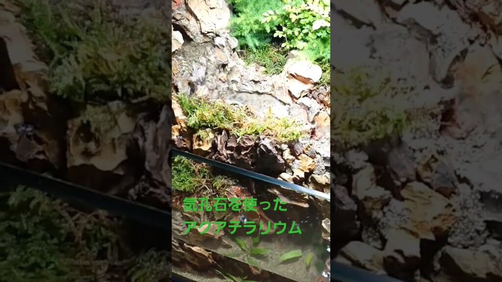 aquaterrarium-terrarium