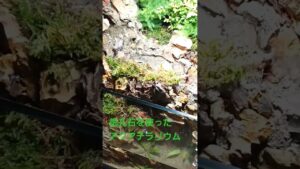 aquaterrarium-terrarium