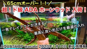 cm-ADAAQUASHOP-wasabi-2023110-