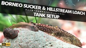 Aquarium-Kind-47Borneo-SuckerHillstream-Loach