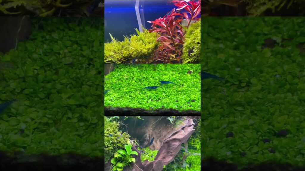 GEX