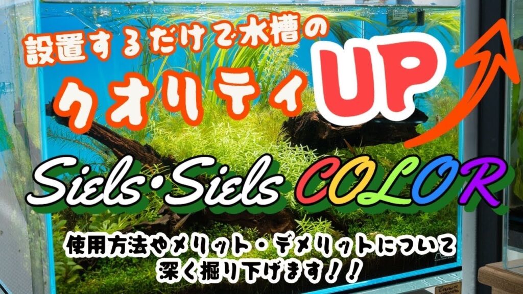 Siels-Siels-COLOR