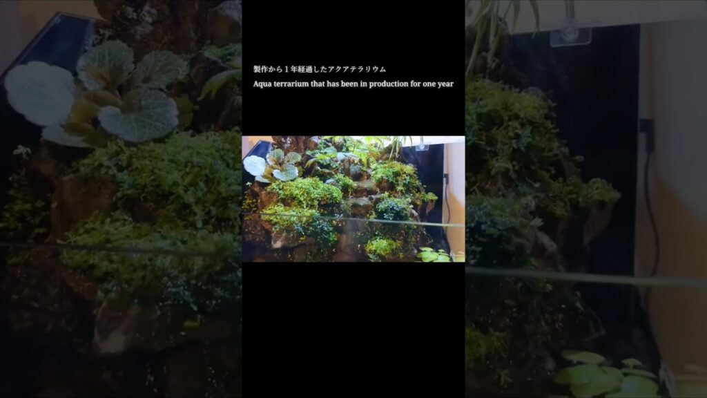 aquarium-aquaterrarium-terrarium-aquascape-moss-1