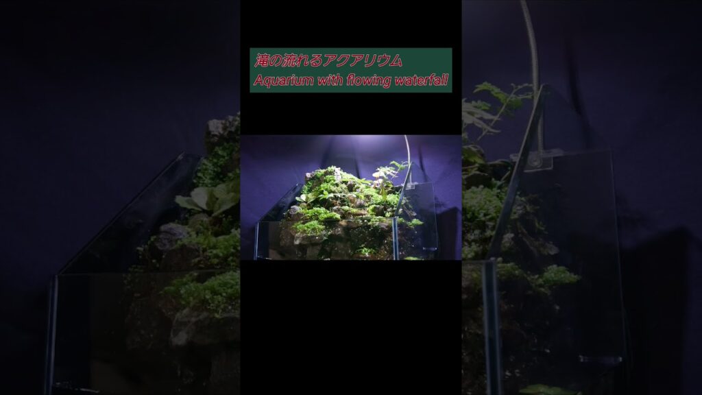 aquarium-aquaterrarium-terrarium-aquascape-moss
