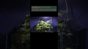 aquarium-aquaterrarium-terrarium-aquascape-moss