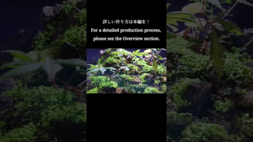 aquarium-aquaterrarium-terrarium-moss-aquascape