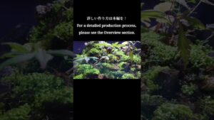 aquarium-aquaterrarium-terrarium-moss-aquascape