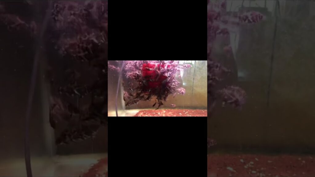 捕食シーンがまさにピラニアの様なレッドベリーオスカーの赤ちゃん、、 fish アクアリウム アロワナ オスカー Wednesday