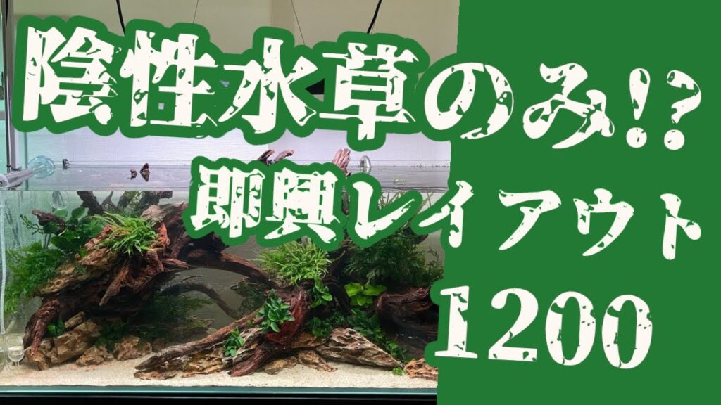 1200TV