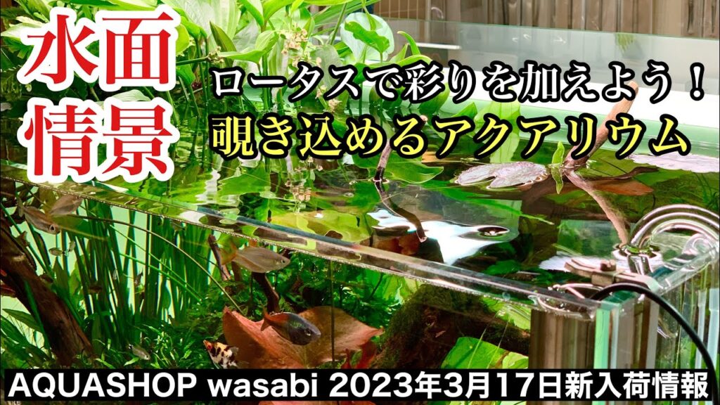 AQUASHOPwasabi-2023-