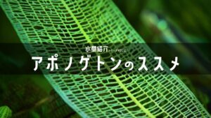 Aquarium-Kind-50-Aponogeton