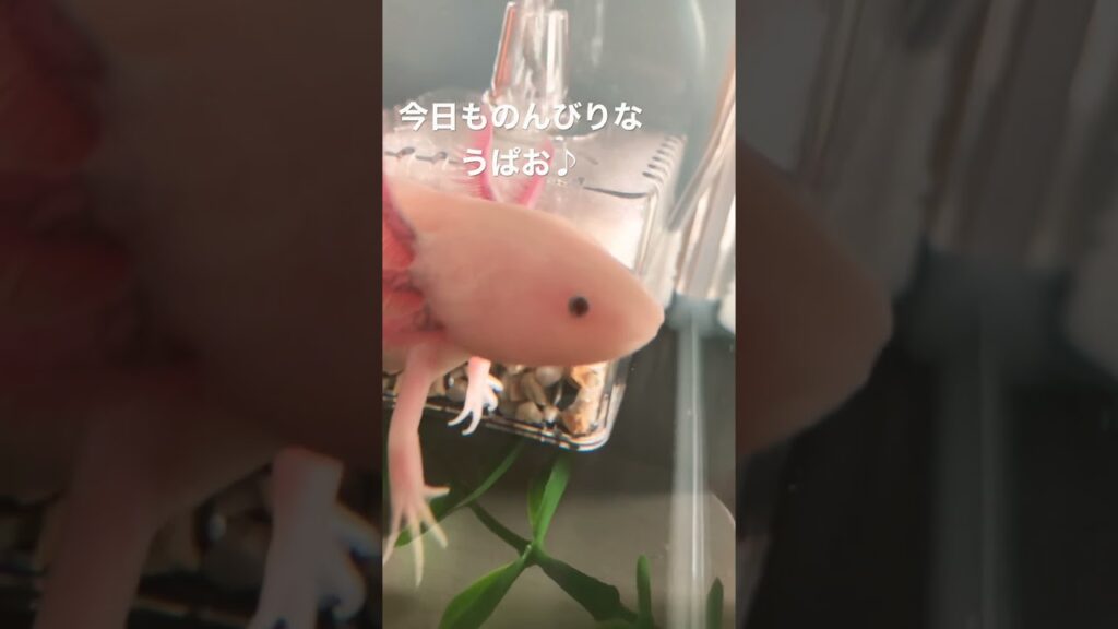 aquarium-1
