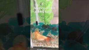 aquarium