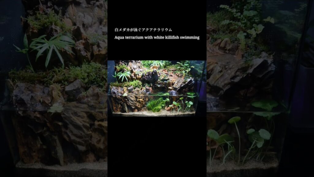 aquarium-aquaterrarium-terrarium-aquascape-moss