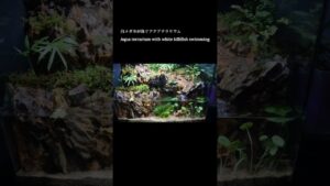 aquarium-aquaterrarium-terrarium-aquascape-moss