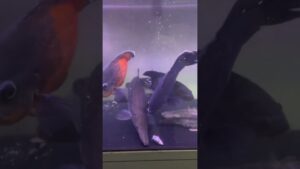 fish-1-1